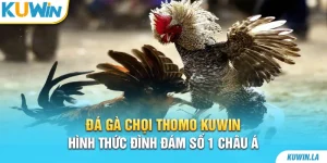 Đá gà chọi Thomo KUWiN - Hình thức đình đám số 1 Châu Á