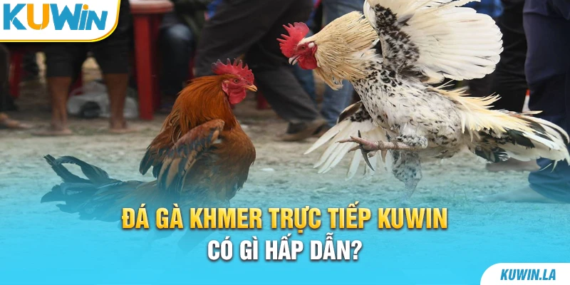 Đá gà Khmer trực tiếp KUWiN có gì hấp dẫn?