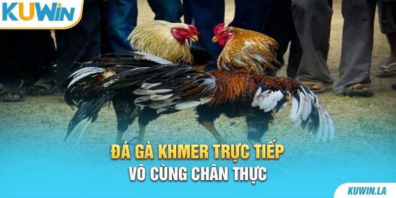 Đá gà Khmer trực tiếp vô cùng chân thực