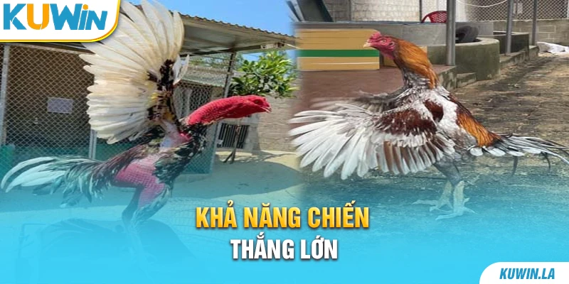 Khả năng chiến thắng lớn