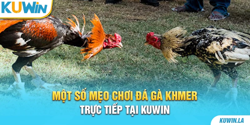 Một số mẹo chơi đá gà Khmer trực tiếp tại KUWiN