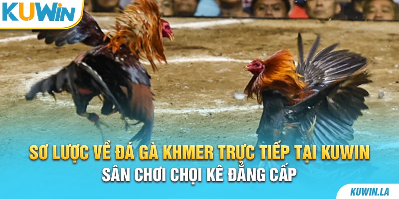 Sơ lược về đá gà Khmer trực tiếp tại KUWiN - Sân chơi chọi kê đẳng cấp