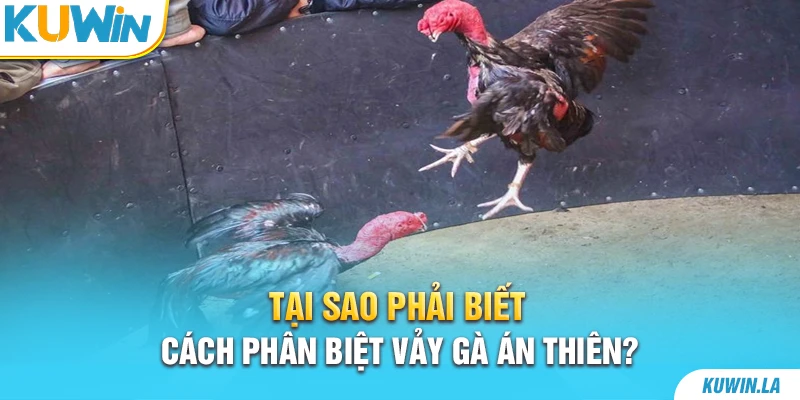 Tại sao phải biết cách phân biệt vảy gà Án Thiên?