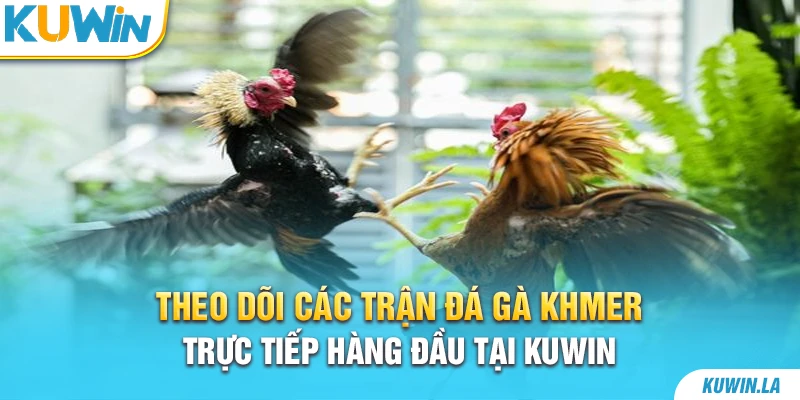 Theo Dõi Các Trận Đá Gà Khmer Trực Tiếp Hàng Đầu Tại KUWiN