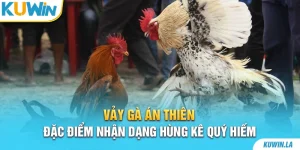 Vảy Gà Án Thiên – Đặc Điểm Nhận Dạng Hùng Kê Quý Hiếm