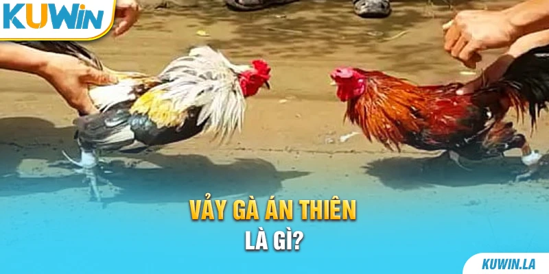 Vảy gà Án Thiên là gì?