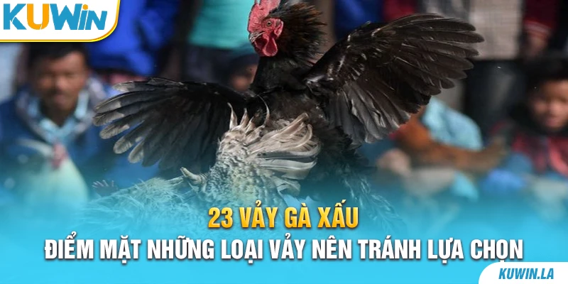 23 Vảy Gà Xấu – Điểm Mặt Những Loại Vảy Nên Tránh Lựa Chọn