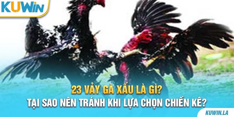 23 vảy gà xấu là gì? Tại sao nên tránh khi lựa chọn chiến kê?