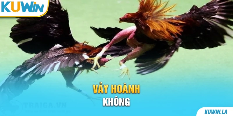 Vảy hoành không